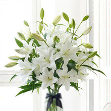 Load image into Gallery viewer, Liljuvendir - VELDU STÆRÐ